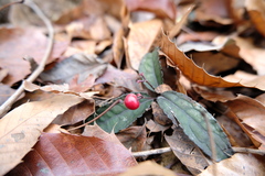 Ardisia violacea, photograph 王天明, CC BY, iNaturalist via GBIF