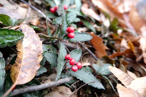Ardisia violacea, photograph 6
