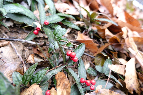 Ardisia violacea, photograph 3