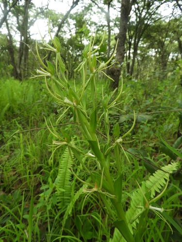 Habenaria image