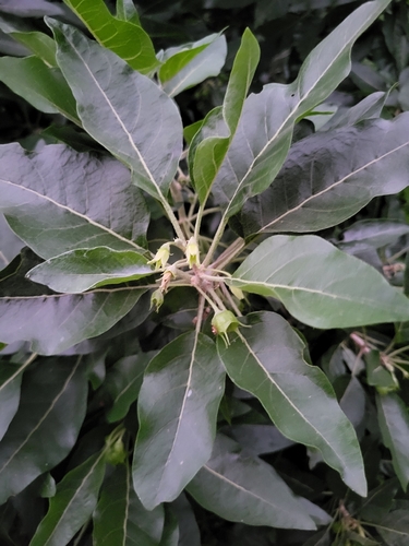 Withania aristata, photograph 4