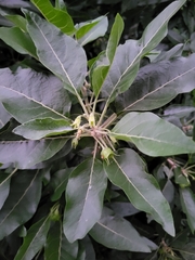 Withania aristata, photograph (c) Ismael Medina Rodríguez, some rights reserved (CC BY)