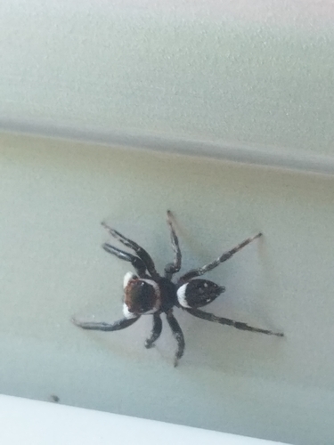 Adanson's House Jumper