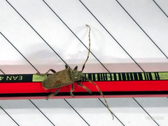 Polyacanthia flavipes