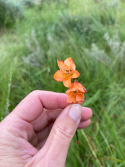 Tritonia disticha, photograph (c) Sunčana Bradley, some rights reserved (CC BY)