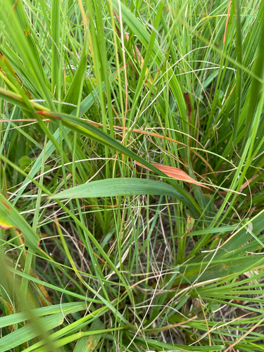 Tritonia disticha, photograph 5