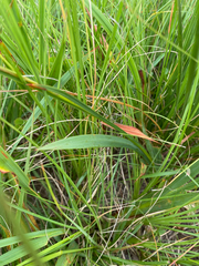 Tritonia disticha, photograph (c) Sunčana Bradley, some rights reserved (CC BY)