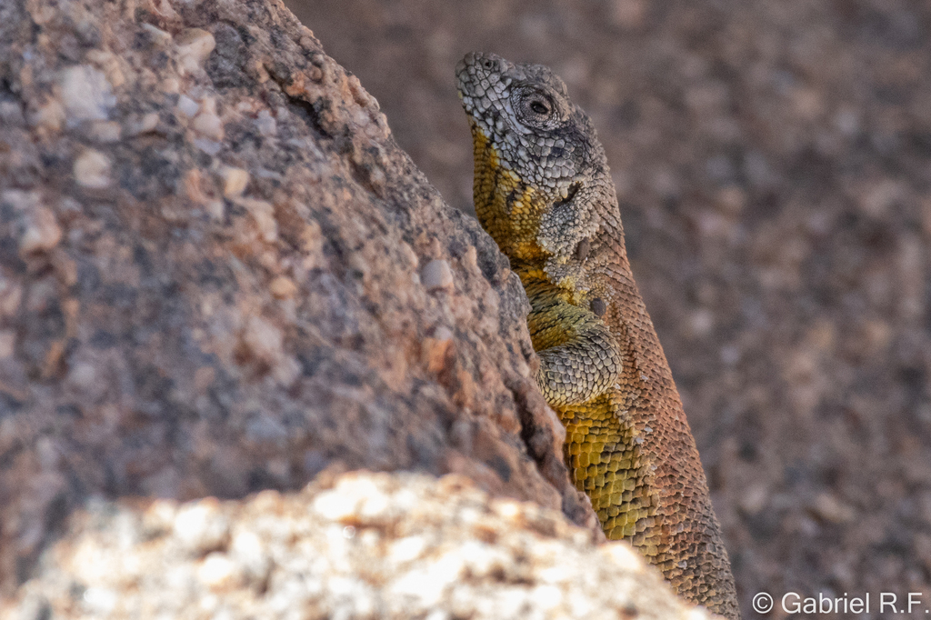 Dorbigny's Tree Iguana