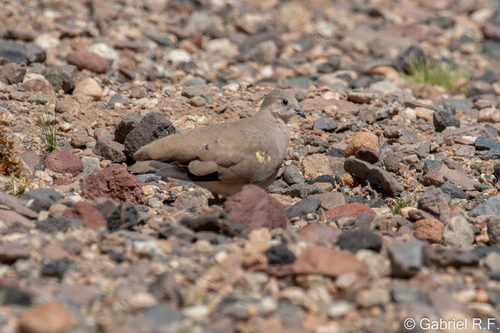 Golden-spotted Ground Dove (Metriopelia aymara)