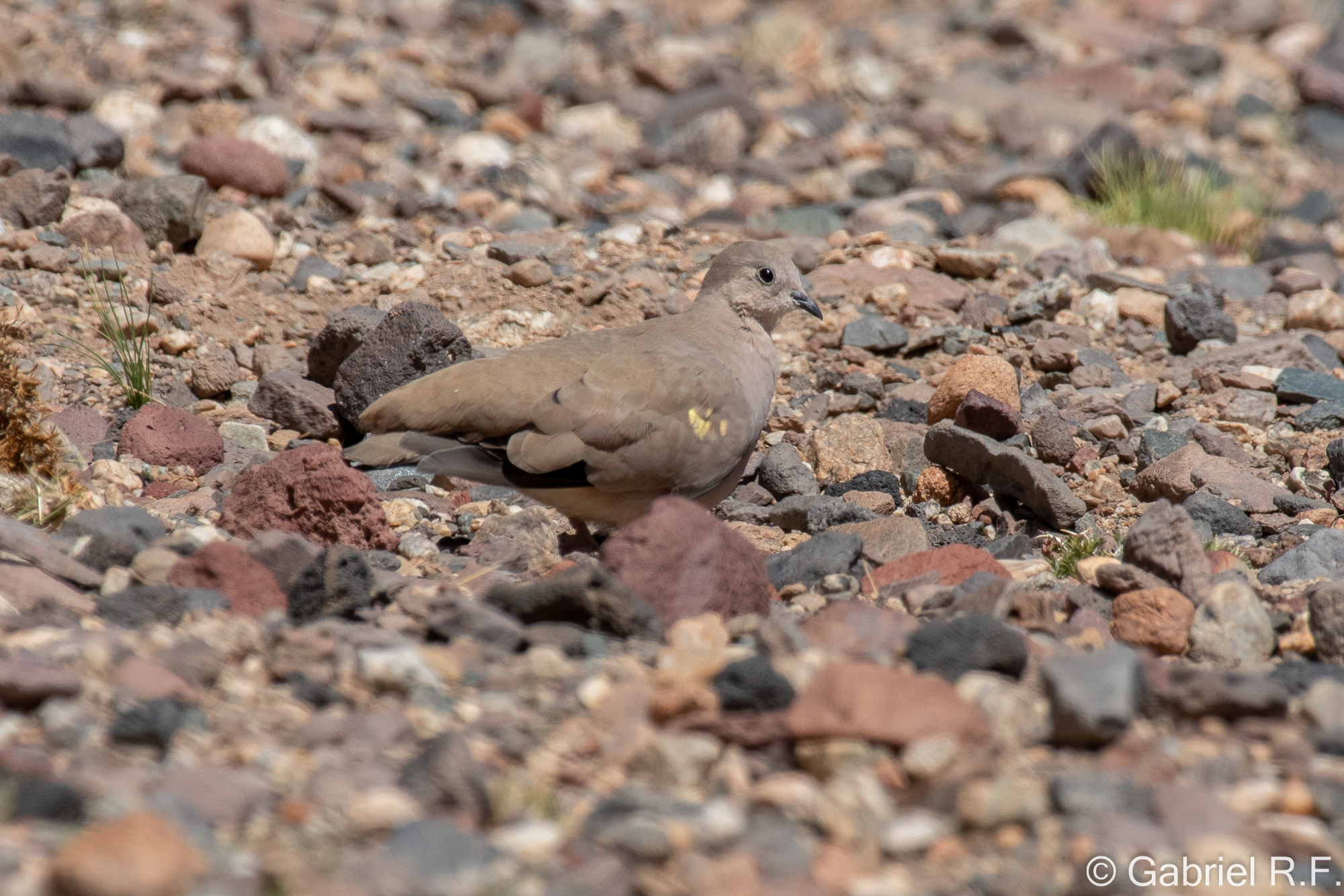 Golden-spotted Ground Dove (Metriopelia aymara), photo 1