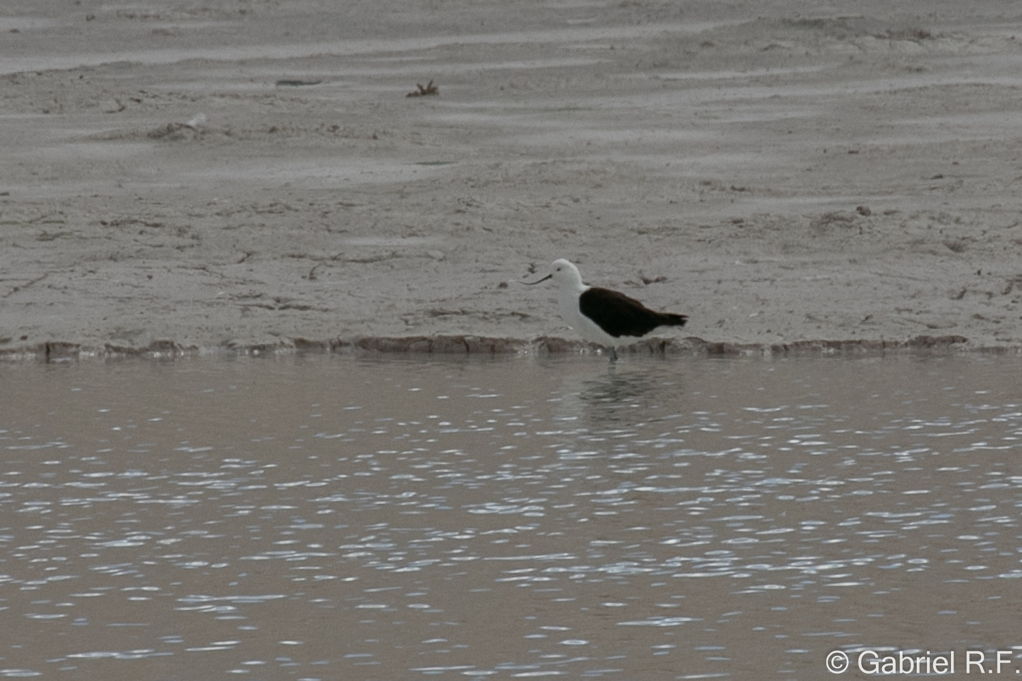 Andean Avocet (Recurvirostra andina), photo 6