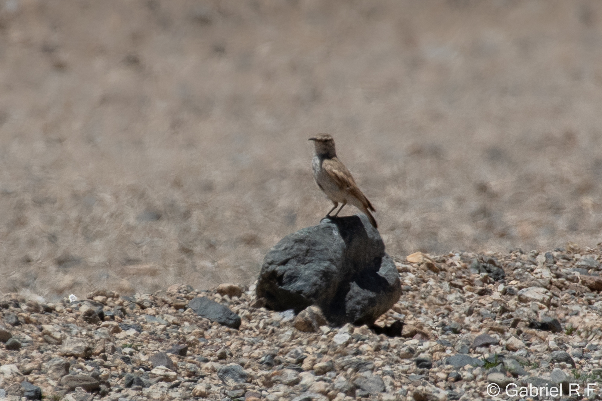 Puna Miner (Geositta punensis), photo 2