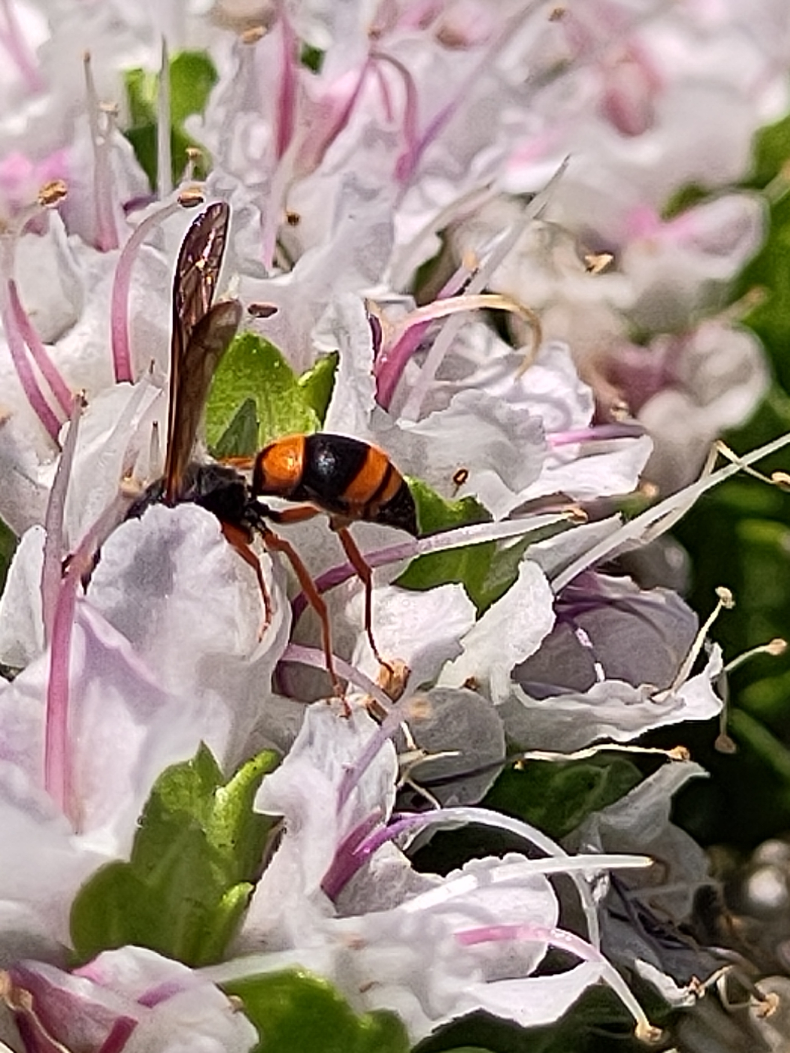 Ancistrocerus kerneri