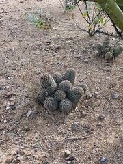 Mammillaria sheldonii