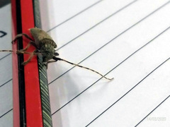 Polyacanthia flavipes