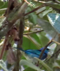 Stilpnia nigrocincta