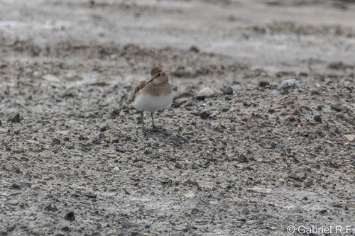 Baird's Sandpiper (Calidris bairdii), photo 6