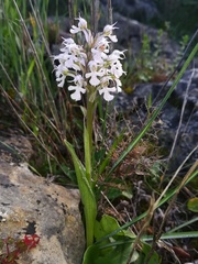 Neotinea conica
