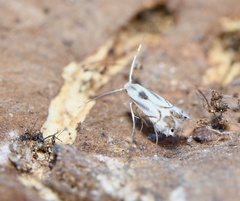 Phyllocnistis ampelopsiella