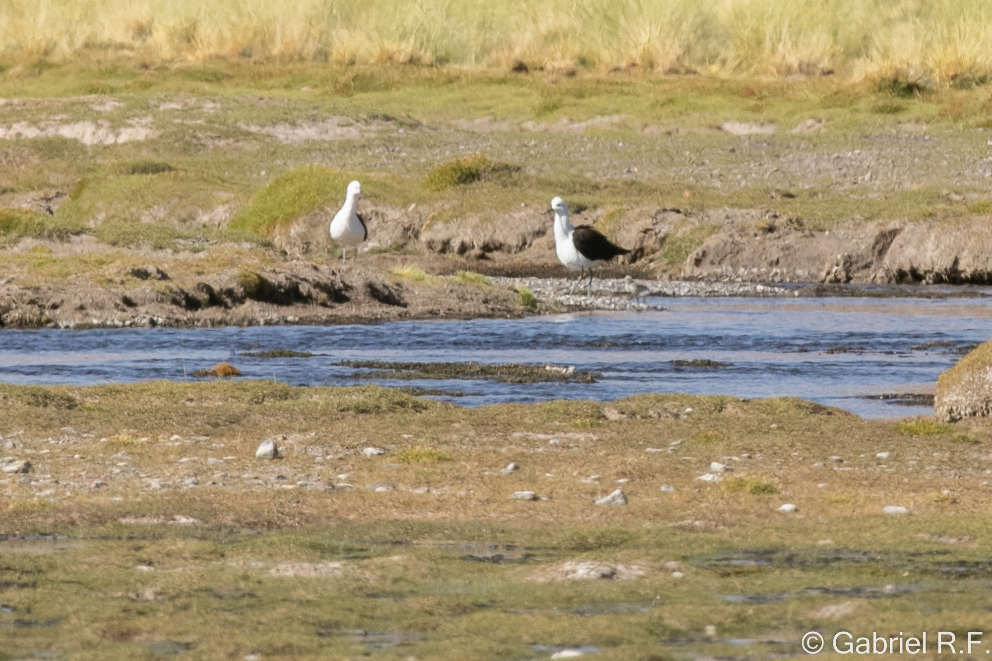Andean Avocet (Recurvirostra andina), photo 5