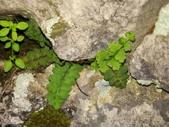Asplenium petrarchae