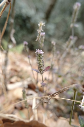 Common small justicia (Rostellularia procumbens)
