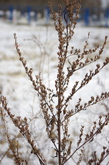 Artemisia vulgaris