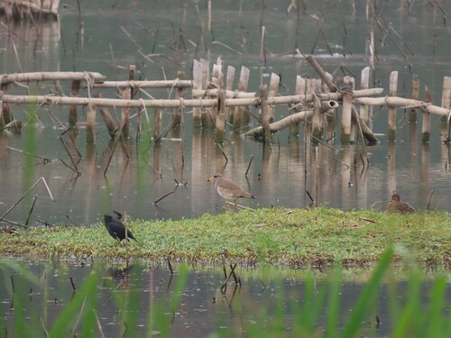 Grey-headed Lapwing (Vanellus cinereus), photo 5