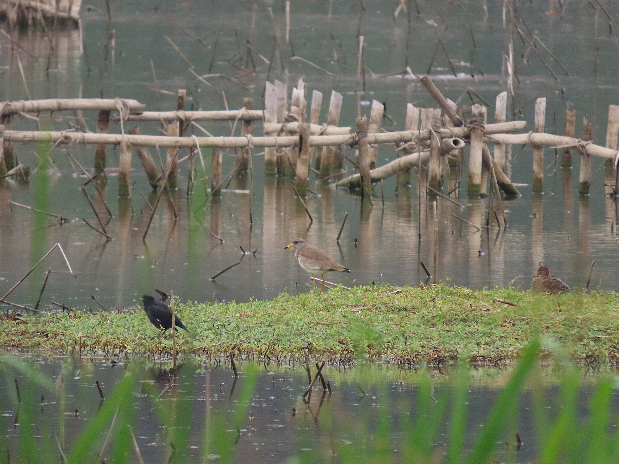 Grey-headed Lapwing (Vanellus cinereus), photo 5