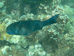 Girella cyanea