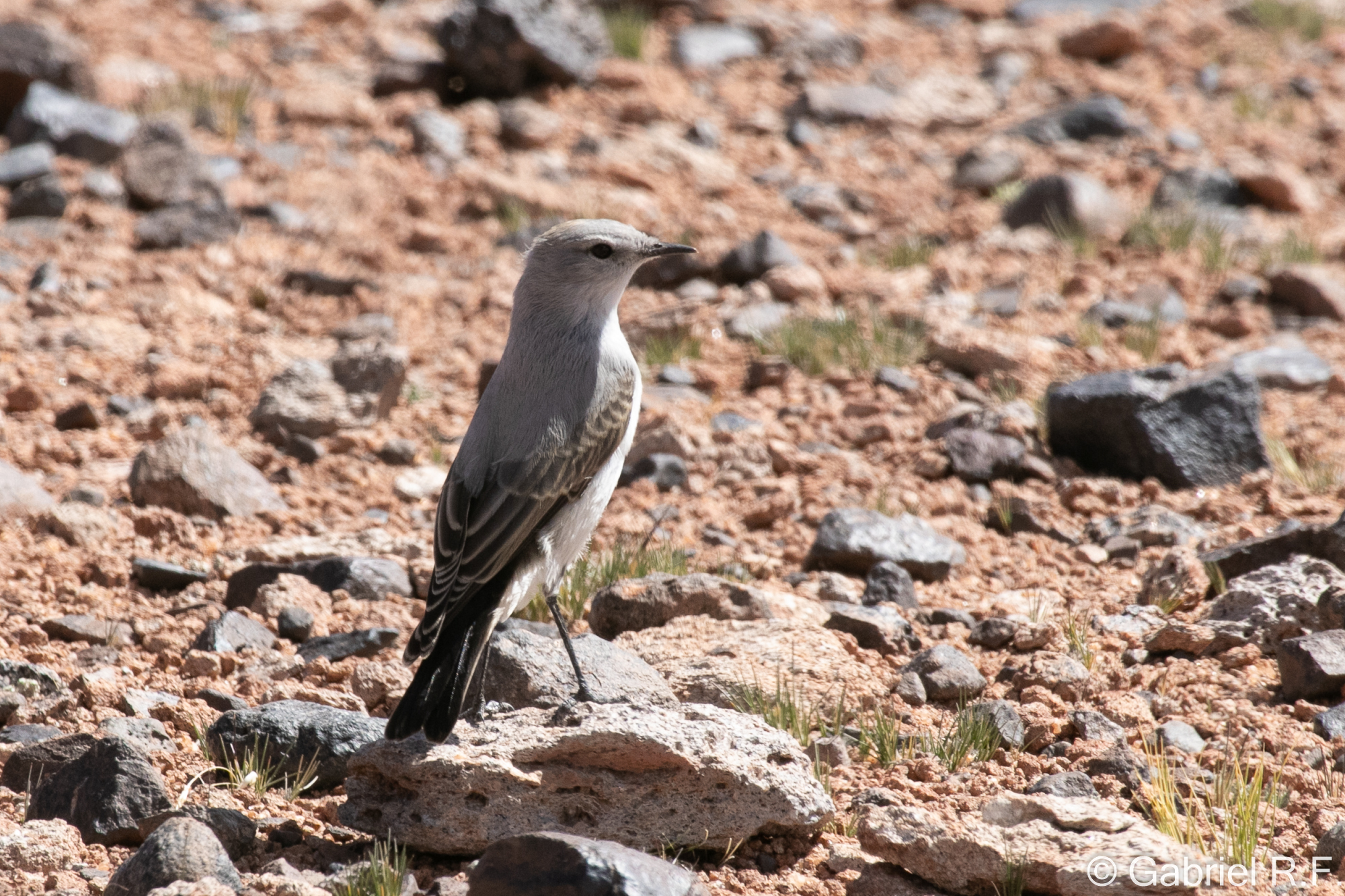 Cinereous Ground Tyrant (Muscisaxicola cinereus), photo 5