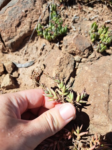 Crassula tetragona acutifolia