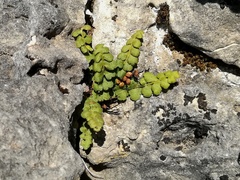 Asplenium petrarchae