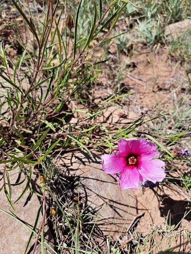 Hibiscus microcarpus