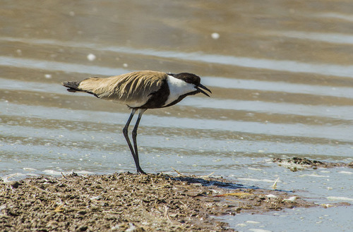 Spur-winged Lapwing