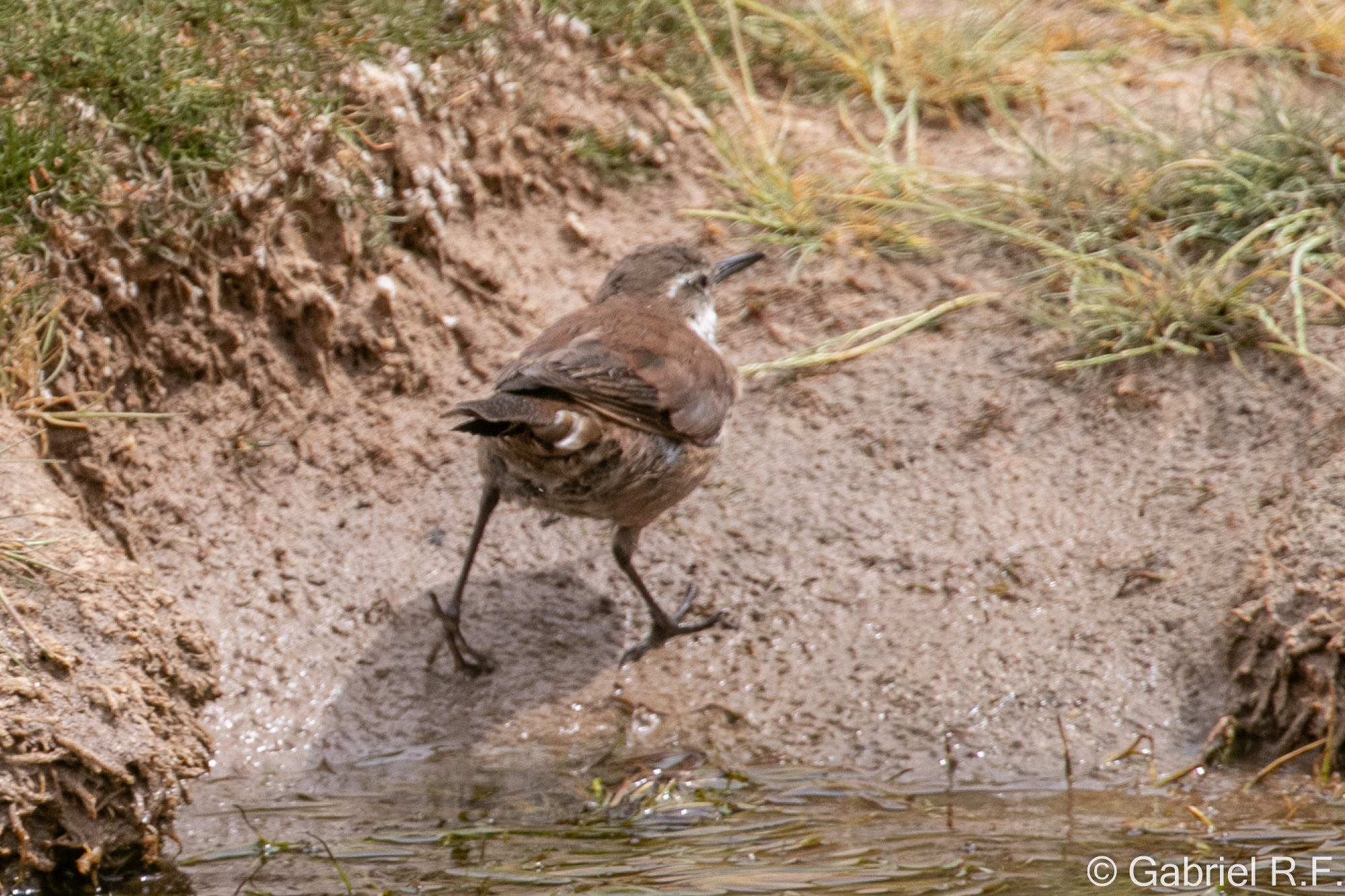 White-winged Cinclodes (Cinclodes atacamensis), photo 4