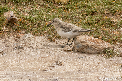 Baird's Sandpiper (Calidris bairdii), photo 7