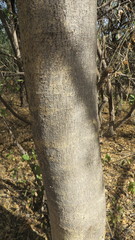 Conzattia multiflora