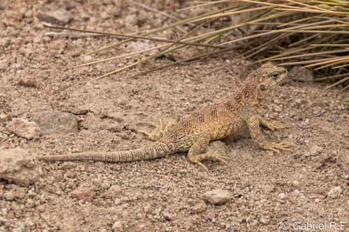 Liolaemus scrocchii