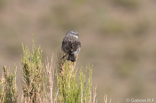 Ash-breasted Sierra Finch (Geospizopsis plebejus), photo 2