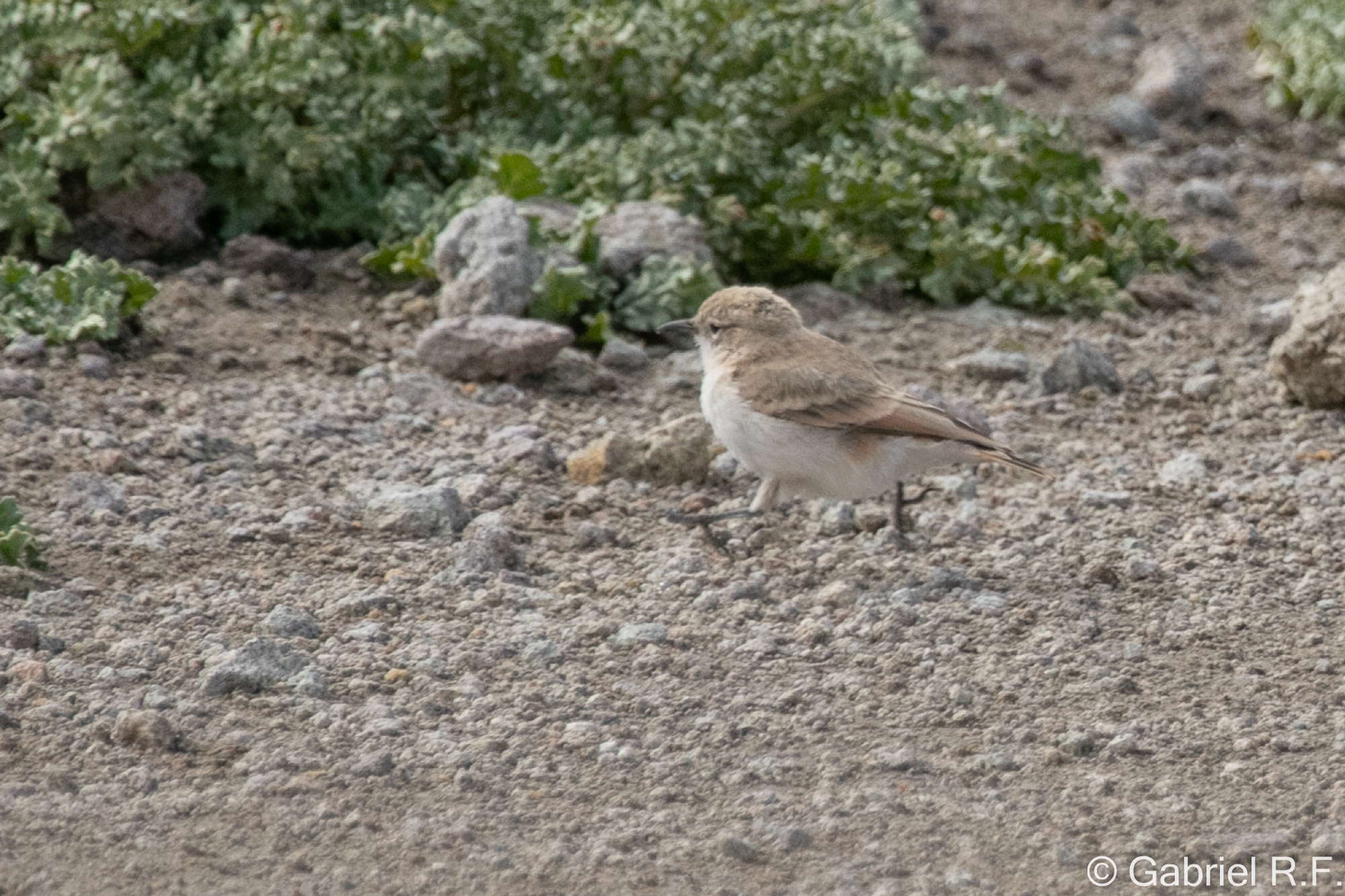 Puna Miner (Geositta punensis), photo 3