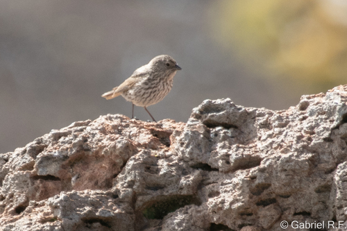 Plumbeous Sierra Finch (Geospizopsis unicolor), photo 2