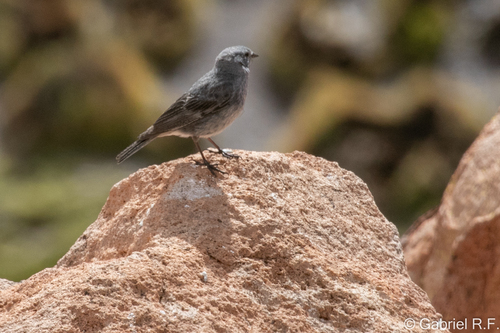 Plumbeous Sierra Finch (Geospizopsis unicolor)