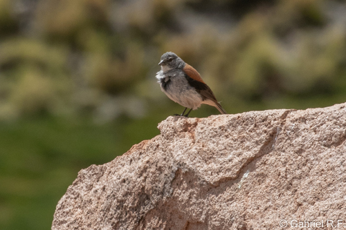 Red-backed Sierra Finch (Idiopsar dorsalis)