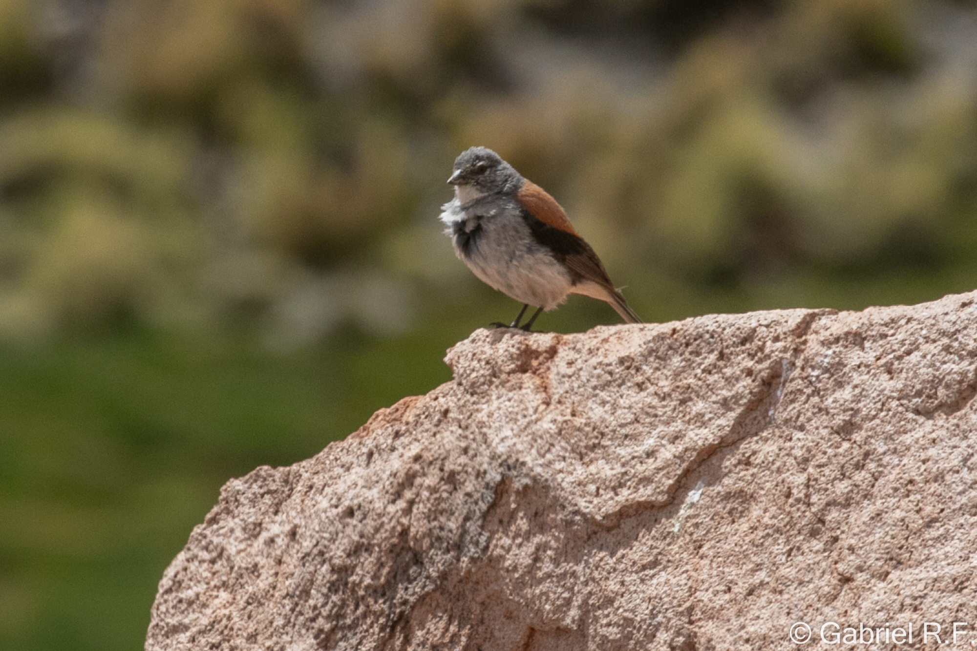 Red-backed Sierra Finch (Idiopsar dorsalis), photo 1