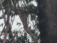 Eupsittula cactorum