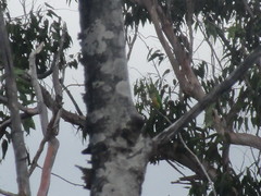 Eupsittula cactorum