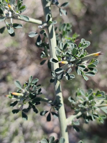 Avistamiento Calicotome villosa