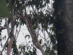 Eupsittula cactorum