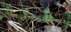 Urtica dioica